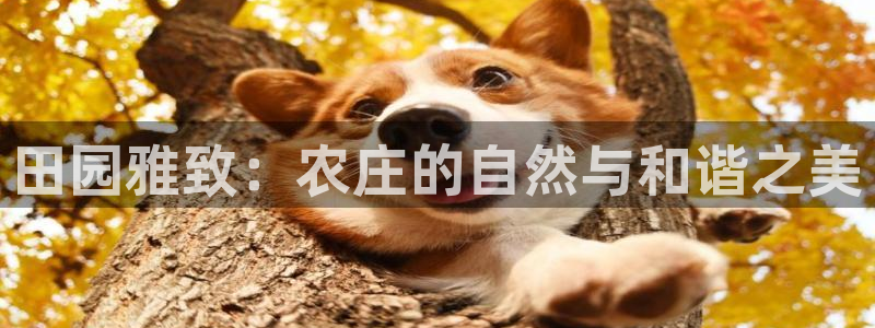 必一体育游戏玩法